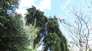 Pseudotsuga menziesii 'Glauca Pendula' douglaska tisolistá