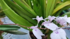 Ionopsis utricularioides