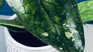 Could Hoya sp. Germany be the perfect #Hoya? | #hoyacare