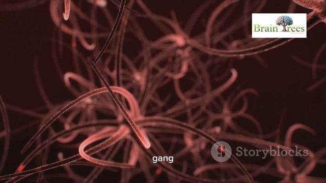 हमारी आंख कैसे काम करती है ?     How do our eye work ? watch on 3D!
