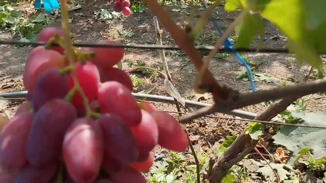 Виноград Вивальди 5 августа 2024. Виноградник Щереденкова В.А..mp4