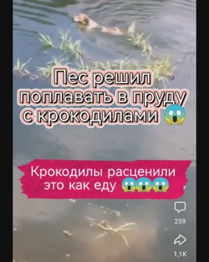 Собаки купались в водоёме в котором водились крокодилы