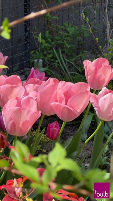 秋植え球根（春咲き球根）ってな〜に？ チューリップ、ヒヤシンス、水仙 #shorts #tulip #球根 смотреть онлайн