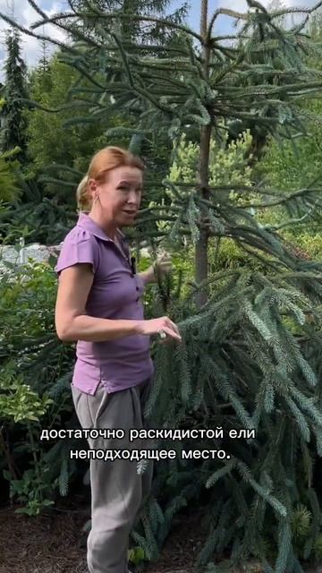 Моя коллекция хвойных. Ель Энгельмана. #сад #малоуходныйсад #всевсад #марияниконова #хвойные
