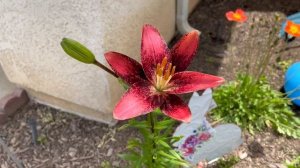 Vibrant & Bold Colors - Purple Dream Lily Flower 🌺 (Ep. 116)