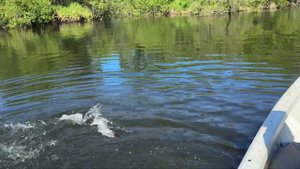 Поймал хорошую горбушу