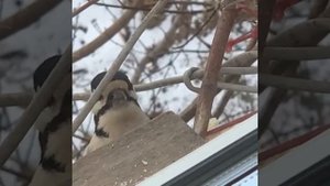Сказочный лес полон чудес 🐦🙂 1000004062.mp4