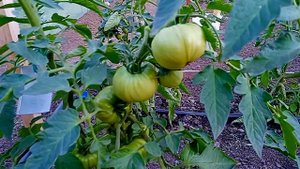 ВАЖНАЯ ПОДКОРМКА ПЕРЦА И ТОМАТОВ! ДЕЛАЮ 3 РАЗА ЗА СЕЗОН!