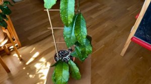 Hoya sp. Nong Nooch IML 1541- чуть не вывела из коллекции