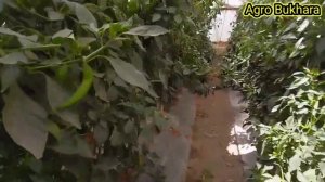 QALAMPIR DARAXTDAY 3 METR BO'LDI | КАЛАМПИР ХОСИЛДОРЛИГИ |