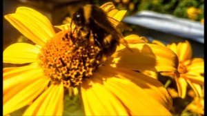 Пчёлы.  Н. Ветлицкая