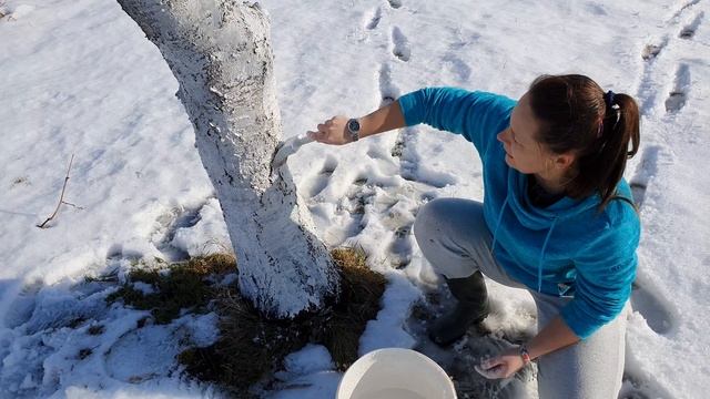 Bielenie drzewek owocowych смотреть онлайн