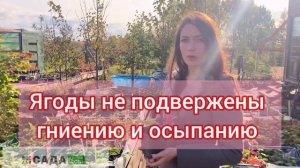юния смайдс