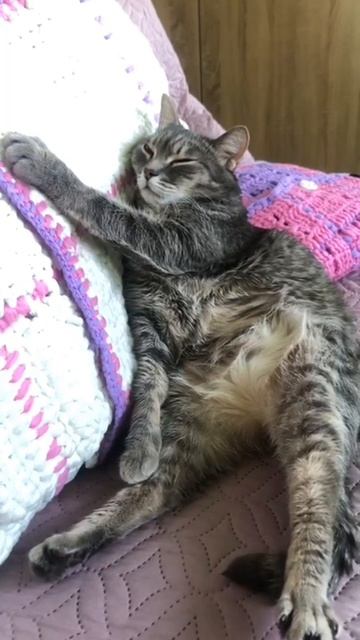 🐾  Пятница - отличный день, согласны? Уже подбирается лень…скоро же выходные 😂