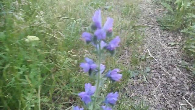 19.06.2023 Обзор участка. смотреть онлайн