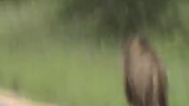 Lions Mating Kruger National Park YouTube 360p смотреть онлайн
