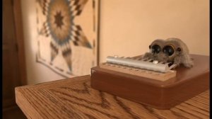 Музыкальный паук Лукас / Lucas the Spider Самый Милый Паучек на русском