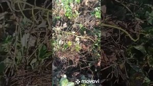 Сельская жизнь в радость. Пересадка ремонтантной земляники