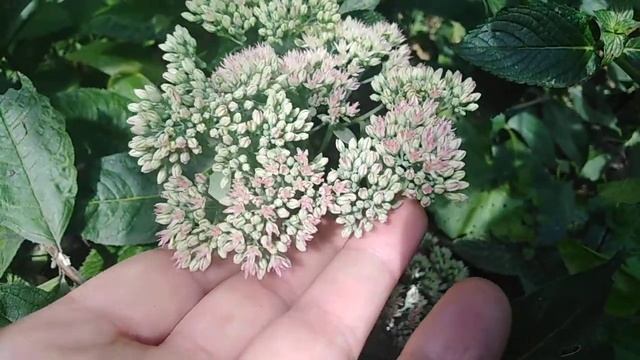 Le sedum album. Magnifique 😊😊 смотреть онлайн