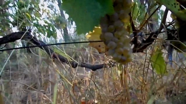 История моего виноградника и немного обо мне смотреть онлайн