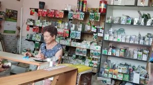 Дырки на листьях капусты, крестоцветная блошка, чем брызгать