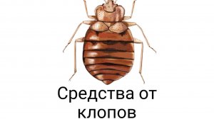 З ДВ: Самое лучшее средство от постельных клопов и тараканов, избавит вас с 1 раза и без запаха.