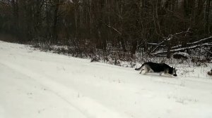 О племенном положении и выборе щенка.