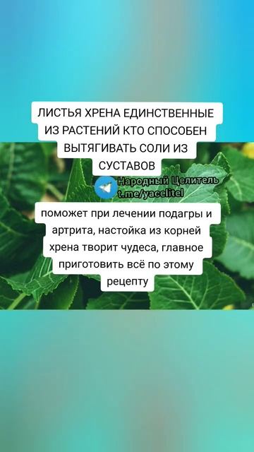 листья хрена единственные кто способен вытягивать соль из сустава #здоровье #медицина #медицина #зо смотреть онлайн