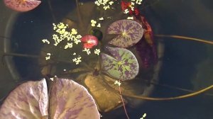 Нимфея Siam Purple