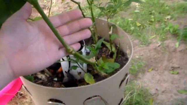 Daughter Destruction In The Garden смотреть онлайн