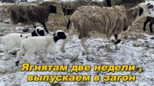 Ягнятам две недели , выпускаем в открытый загон