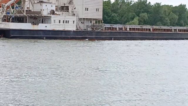 Рыбалка ст Раздорская Ростовская область 18.05.24 #ловляселедки #рыбалканадону #донскаселедка #дон