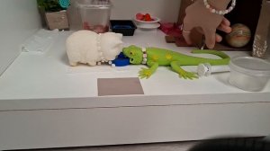 vlog ♡☆ Пытаюсь подружить моих сквишей?