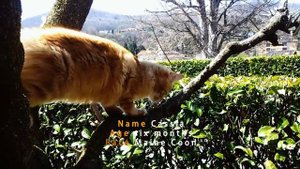 Red Maine Coon Cat "Cassia"