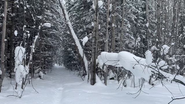 Удачная проверка ящиков на путике, февраль 2025 года. смотреть онлайн