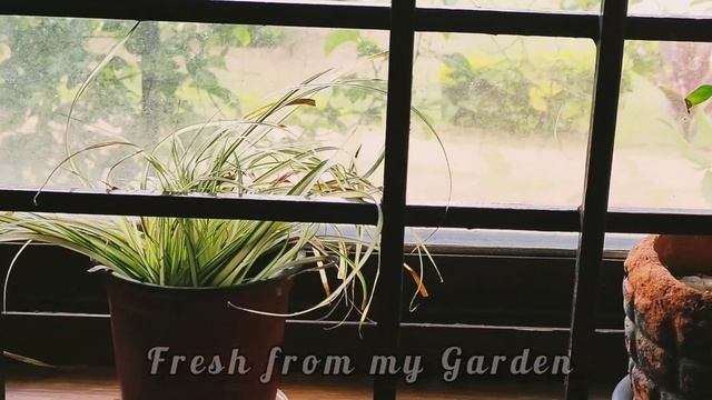 Our Window Garden Display - Indoor and Outdoor Window plants