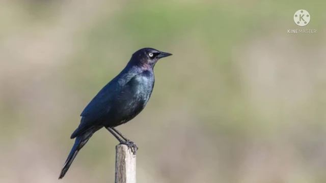 Brewer's black bird 🐦#spiritualmeaning #birds #Angelsign @444awakeningnangelicguidance