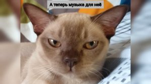 Моя милая кошка фильм.