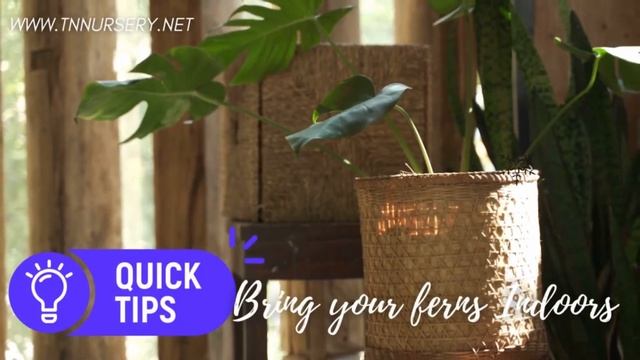 HOW TO PROTECT FERNS FOR WINTER - TN NURSERY