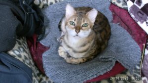 Рукодельная (и не только) неделя №7.