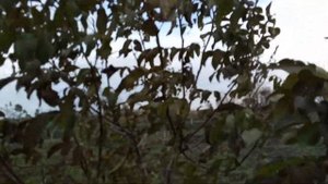 Грецкий орех Чандлер , Дачный