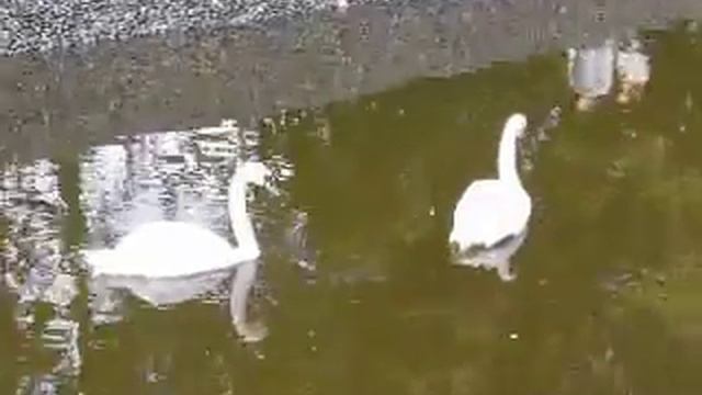 Валерий Демахин - Лебеди в парке Урицкого смотреть онлайн