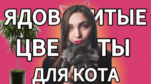 НЕ ДЕРЖИ ДОМА ЭТИ РАСТЕНИЯ! ОПАСНО ДЛЯ ТВОЕГО КОТА! #cats #мейнкун #сибирскаякошка