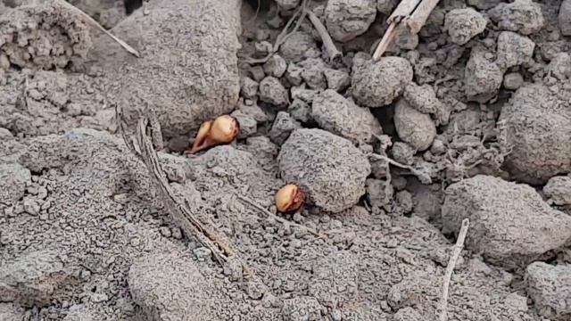 supurgini ekish jarayoni смотреть онлайн