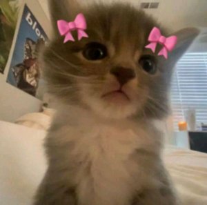 трансляция Вероники плей Тиви