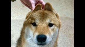 Эдисон и Марти милотааа🐶❤#рек #рекомендации #эдисон #эдисонперец