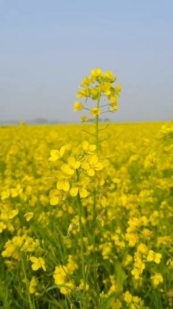 Field of Yellow wildflowers