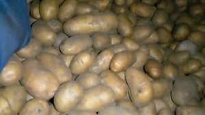 картофель королева анна