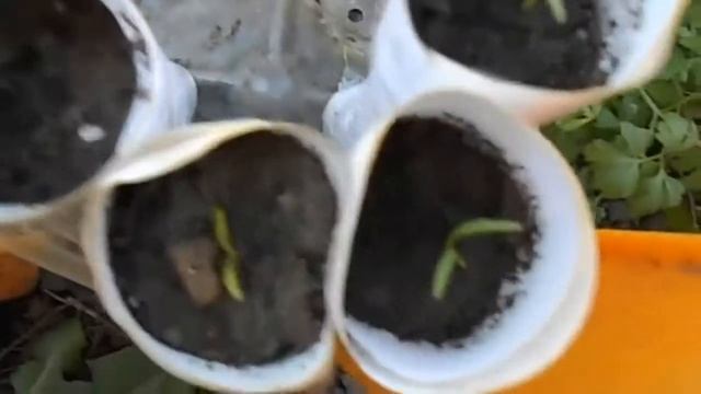 Обзор моей рассады. смотреть онлайн