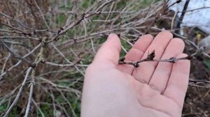 Ранняя весна. Флоксы от Ирины Самойленко.